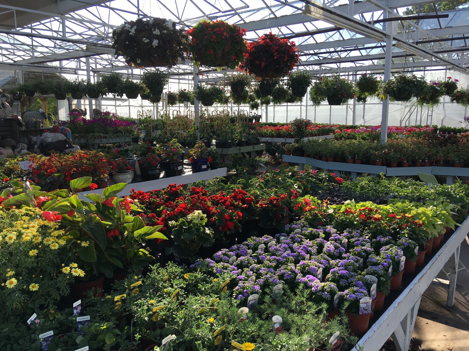 Rhododendrons at Edwards Garden Centres