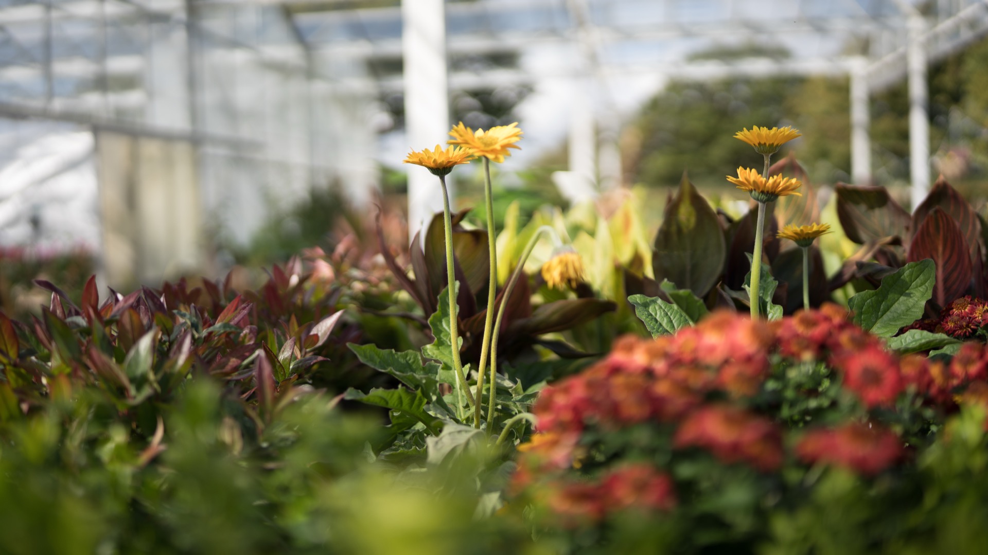 Camellias at Edwards Garden Centres
