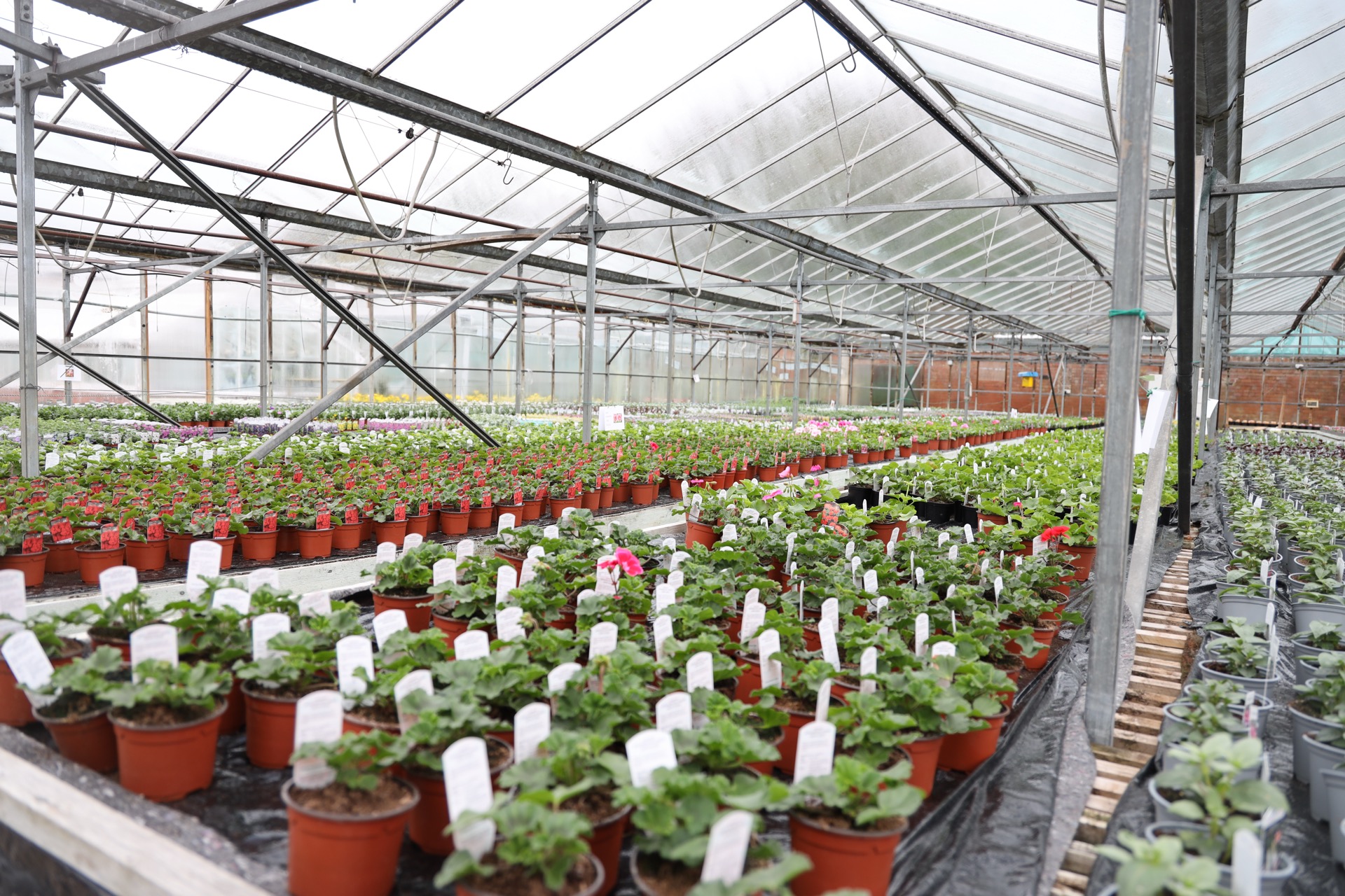 Climbing plants at Edwards Garden Centres