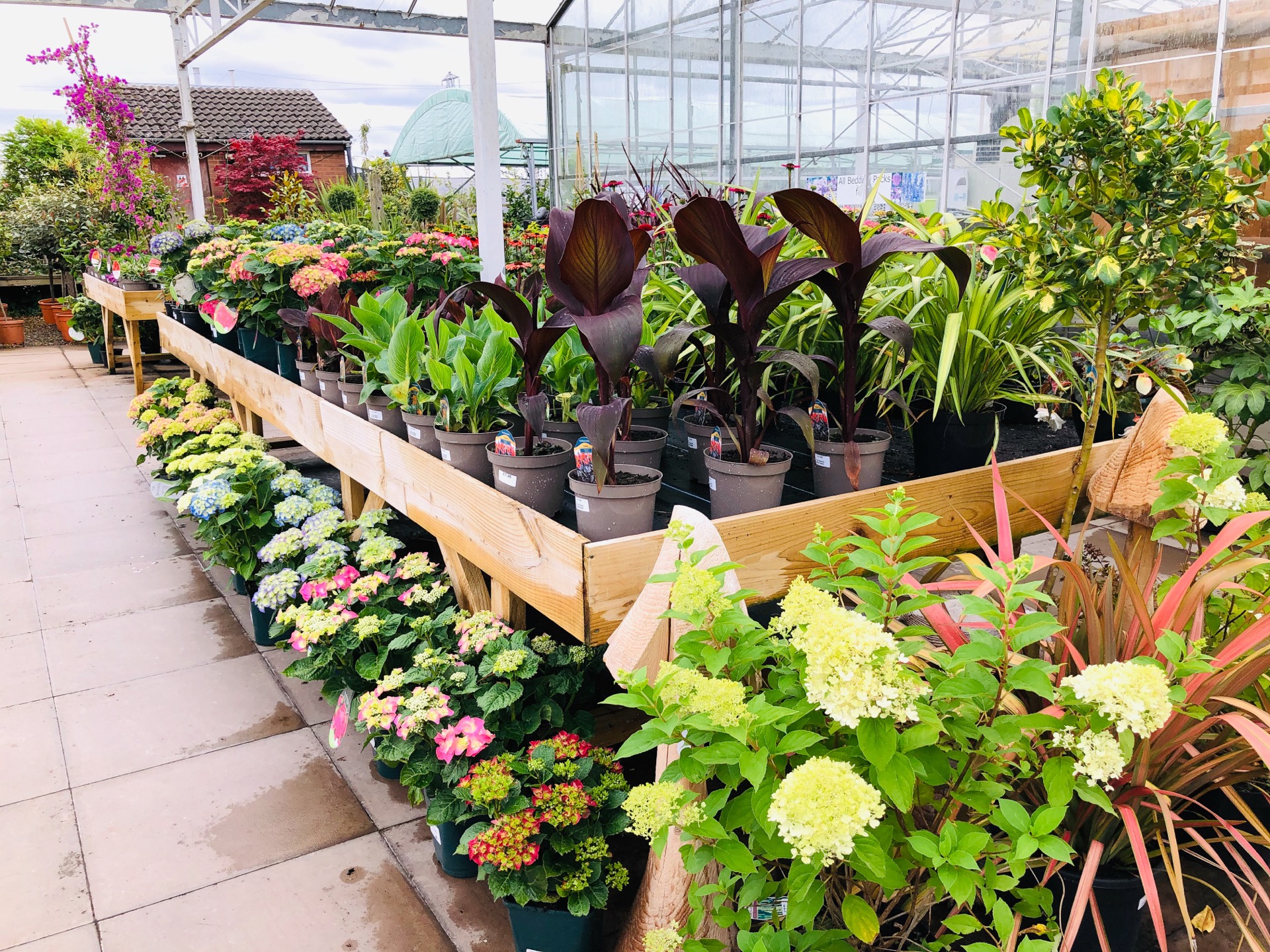 Shrubs at Edwards Garden Centres