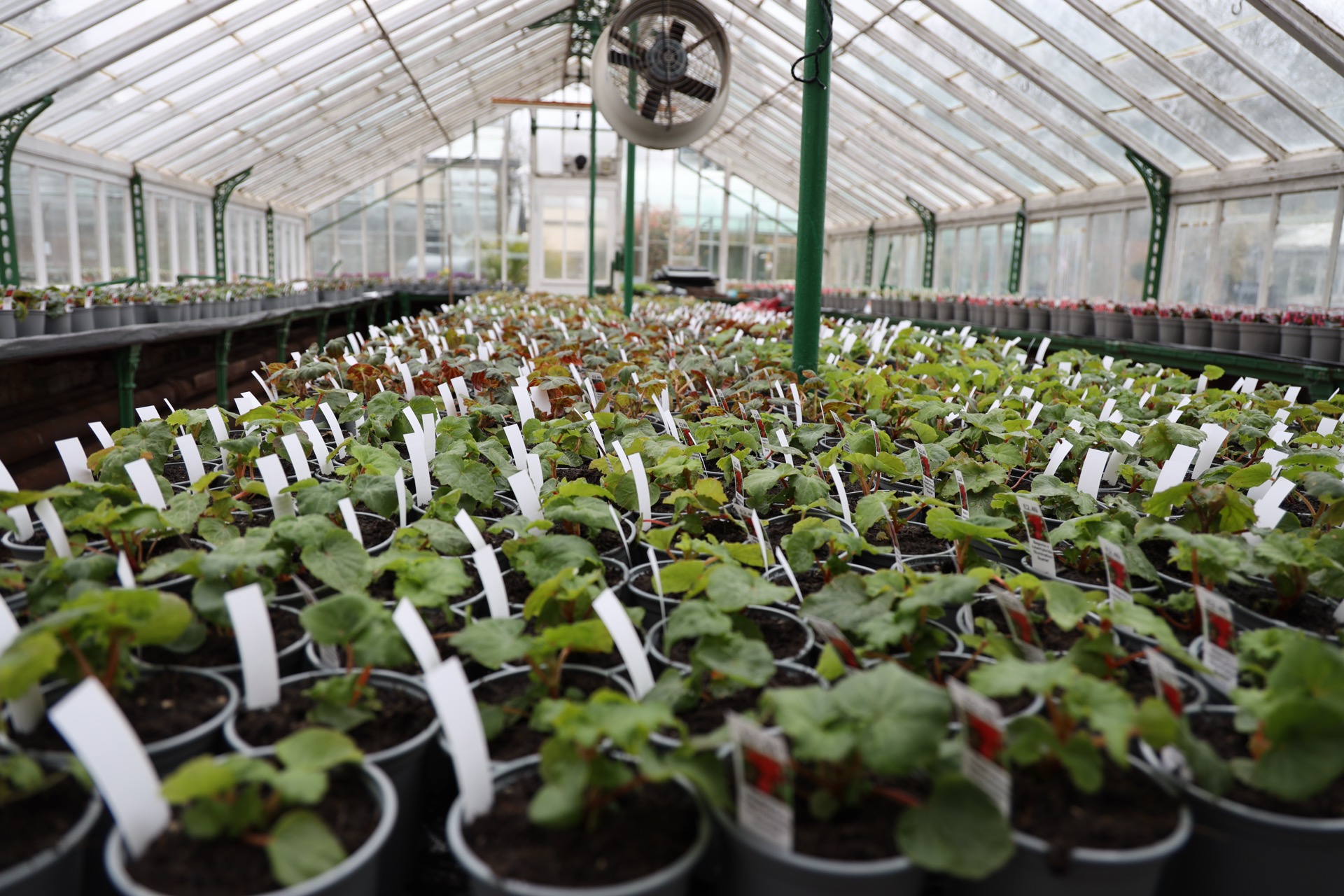 Ground cover plants at Edwards Garden Centres