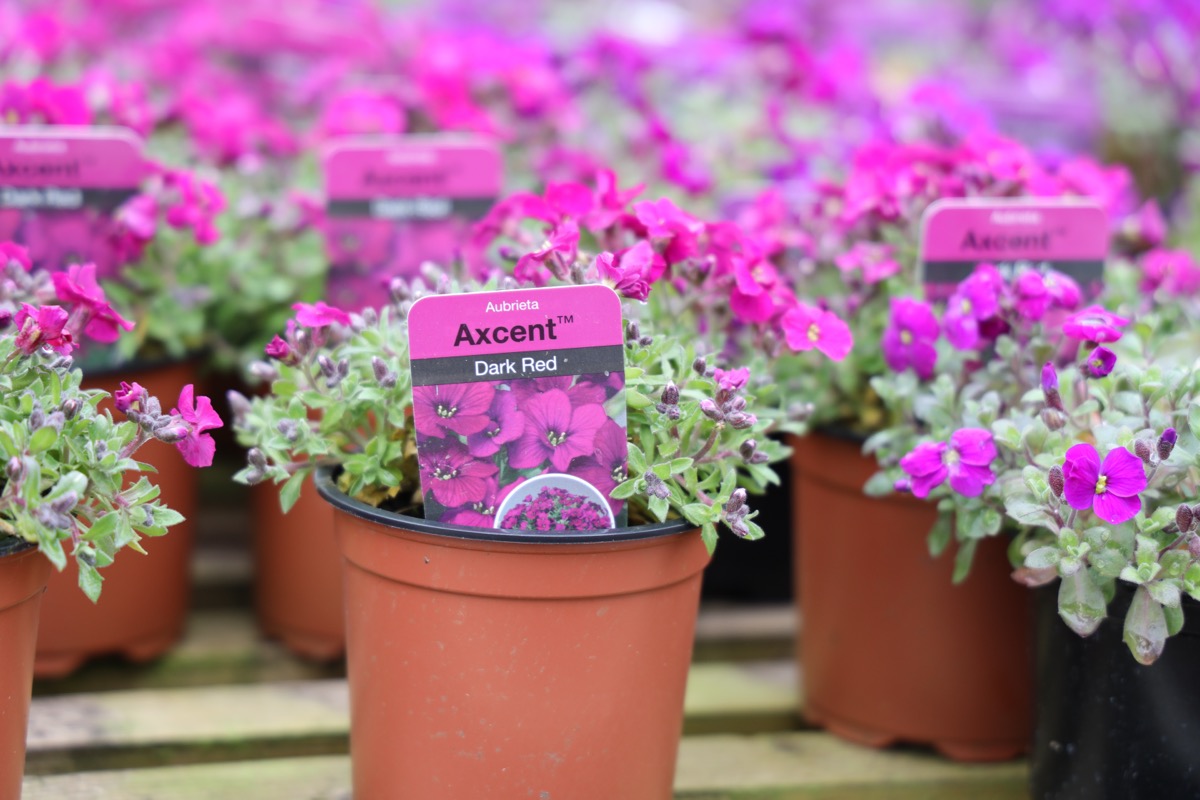 Potted plants ready for container gardening