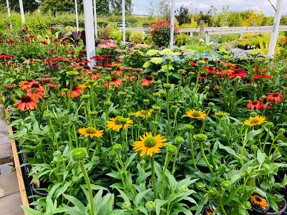 Colourful Echinacea flowers at Edwards Garden Centres