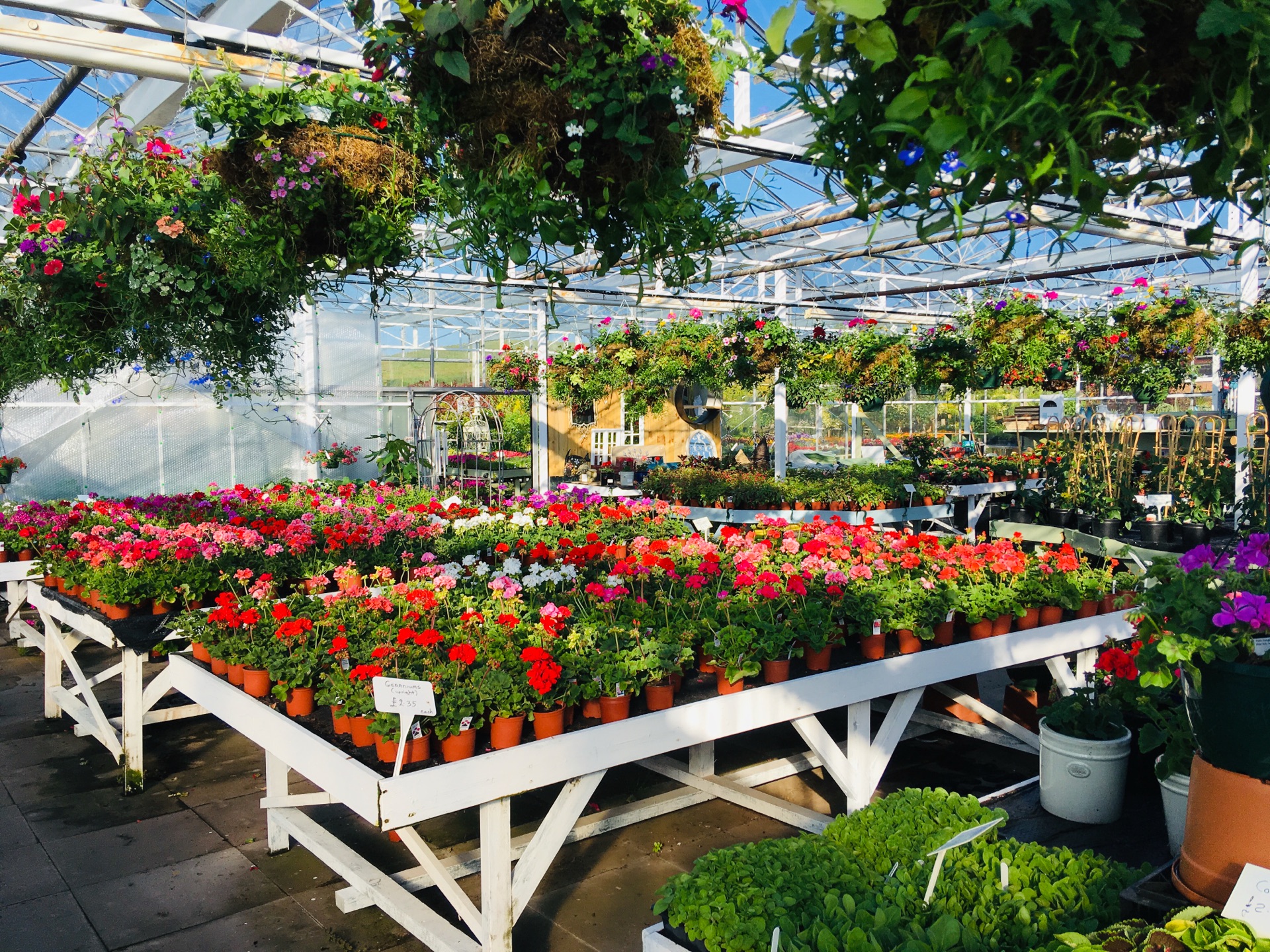 Colourful plant displays at Bury Bank Garden Centre