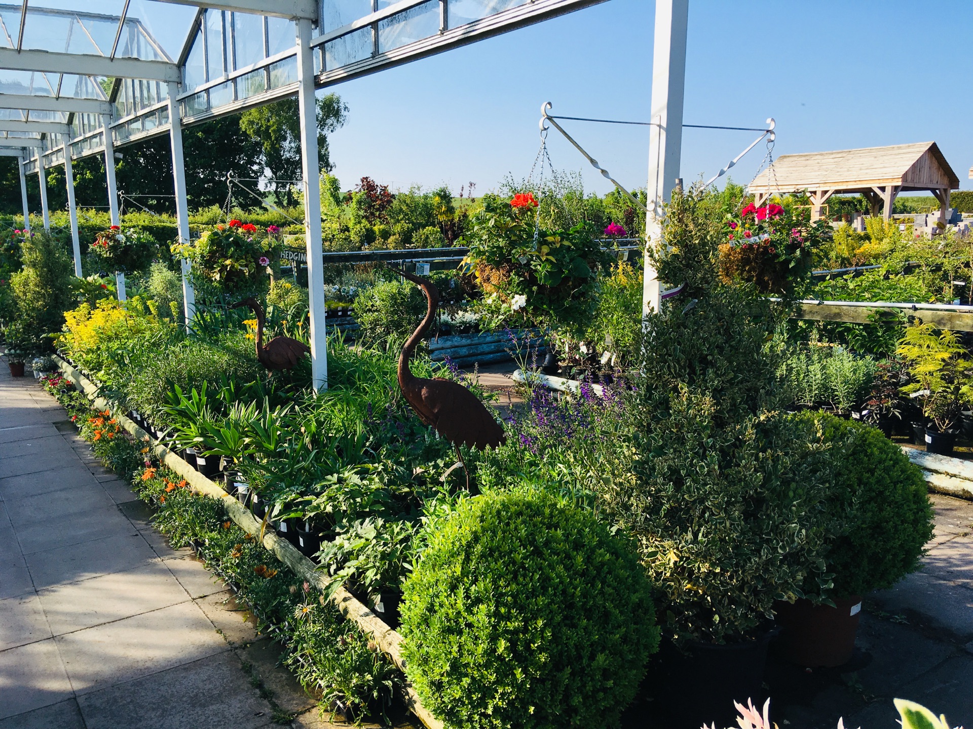 Coffee and Cake café at The Walled Nursery