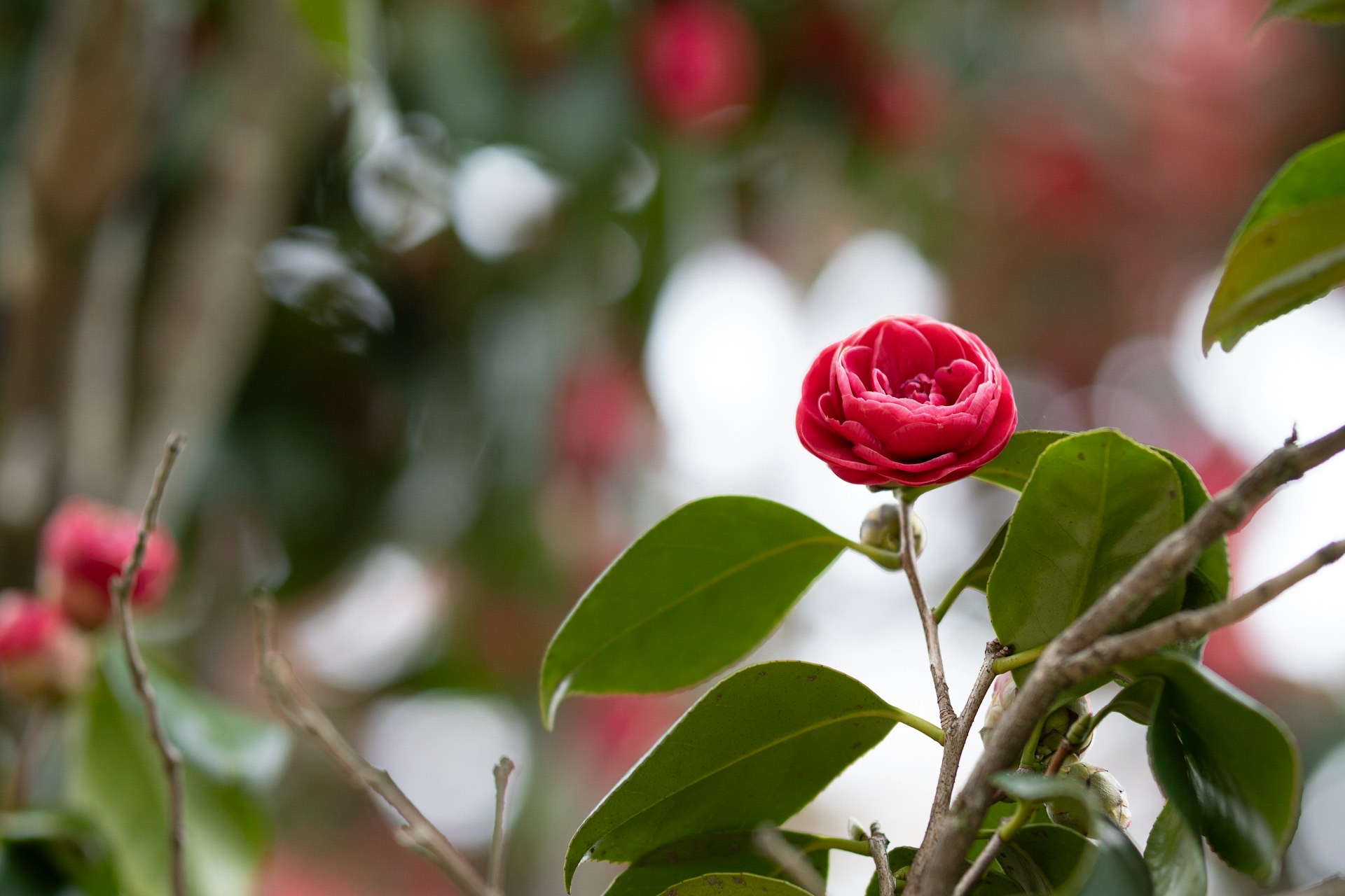 Camellia flowers at Edwards Garden Centres