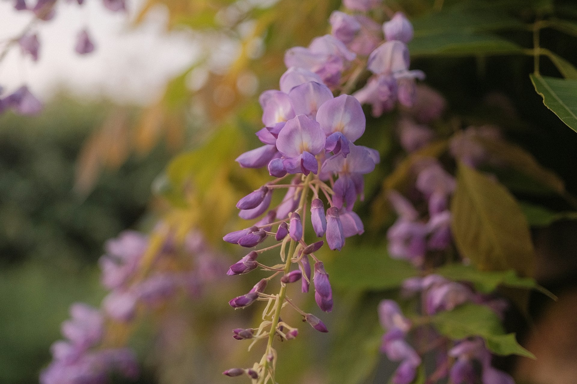 Climbing plants at Edwards Garden Centres