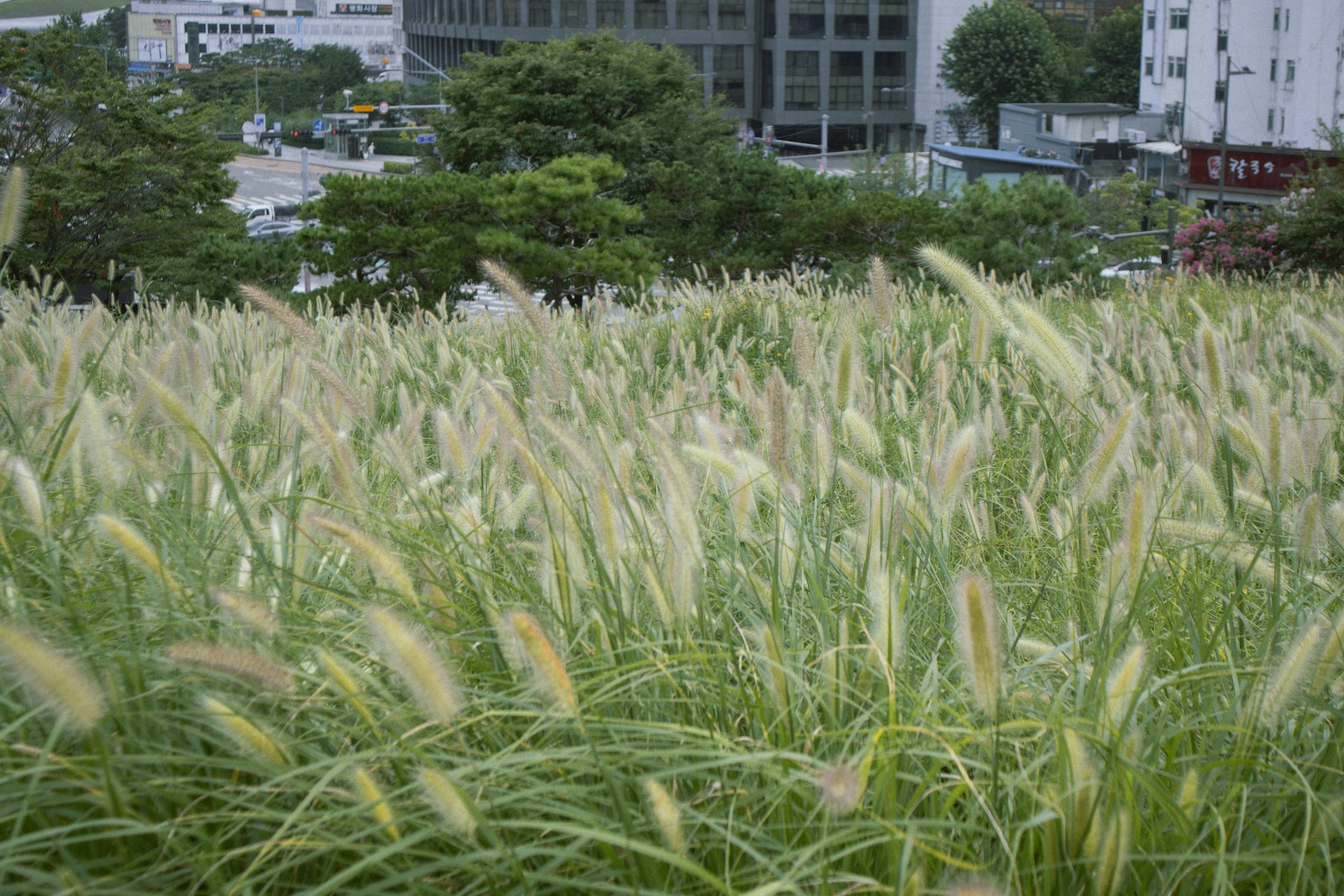 Ornamental grasses at Edwards Garden Centres