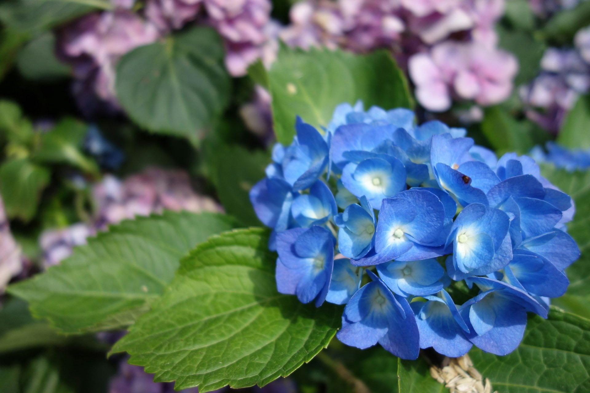 Hydrangea blooms at Edwards Garden Centres