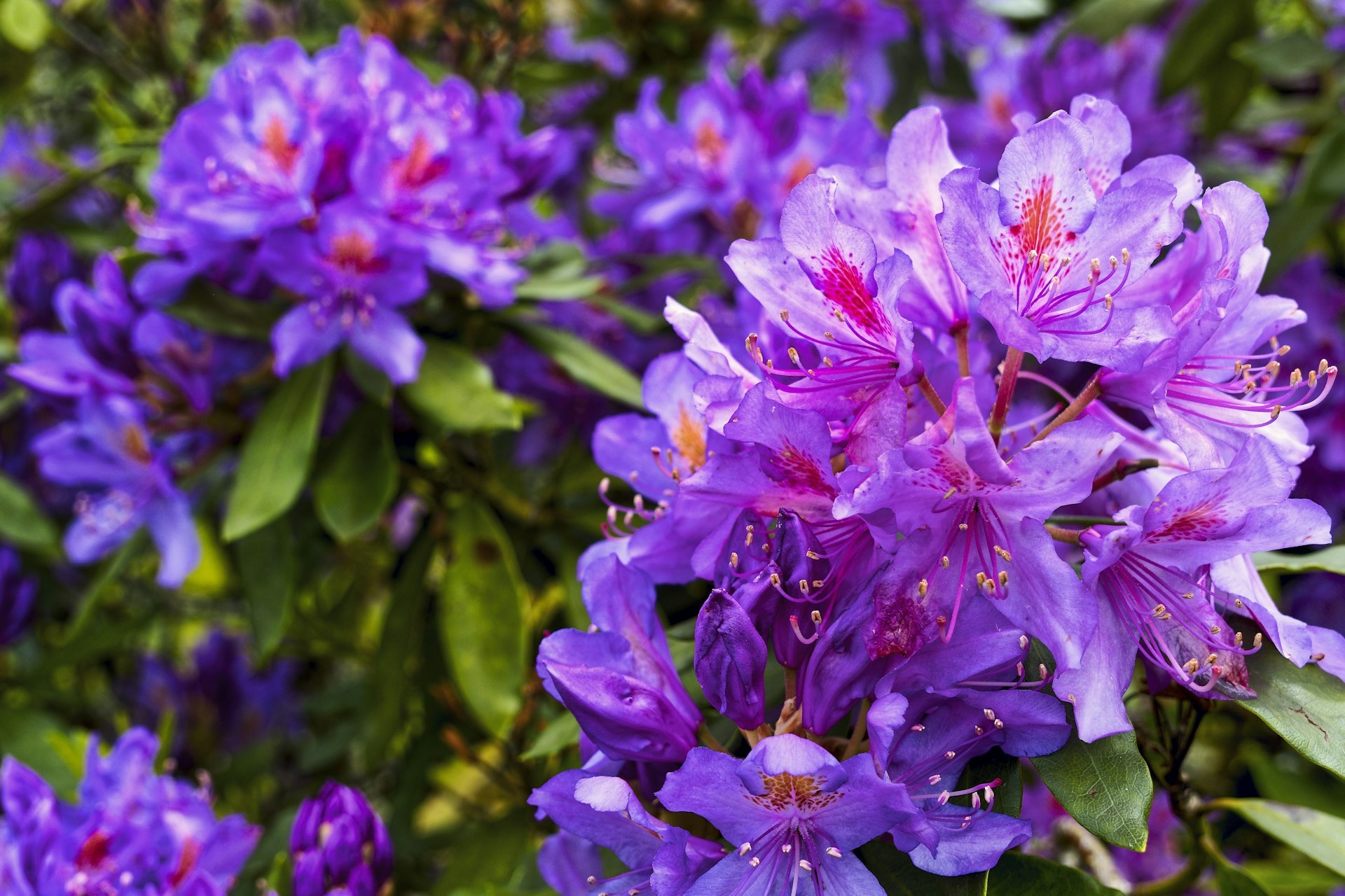 Rhododendron flowers at Edwards Garden Centres