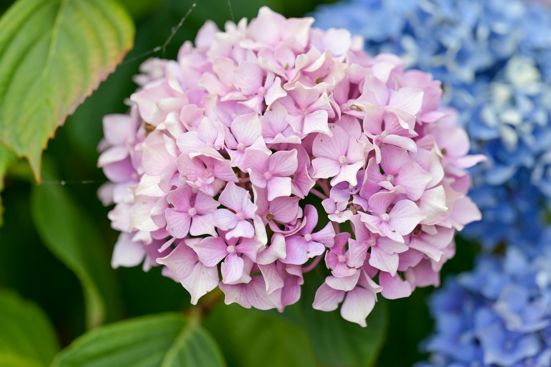 Flowering shrubs at Edwards Garden Centres